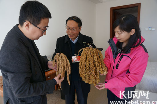 赵治海向记者展示普通谷穗和“张杂谷”谷穗。长城网 吕晓红 摄