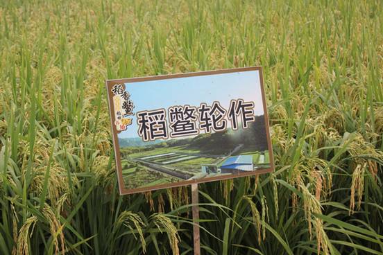 傅孔明家庭农场稻鳖轮作区